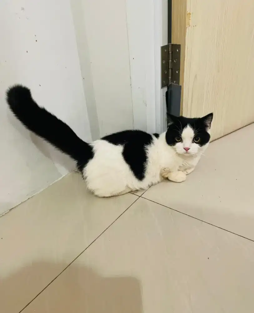 Lepas Adopt anakan mix BSH Munchin  Jantan 4.5 bulan