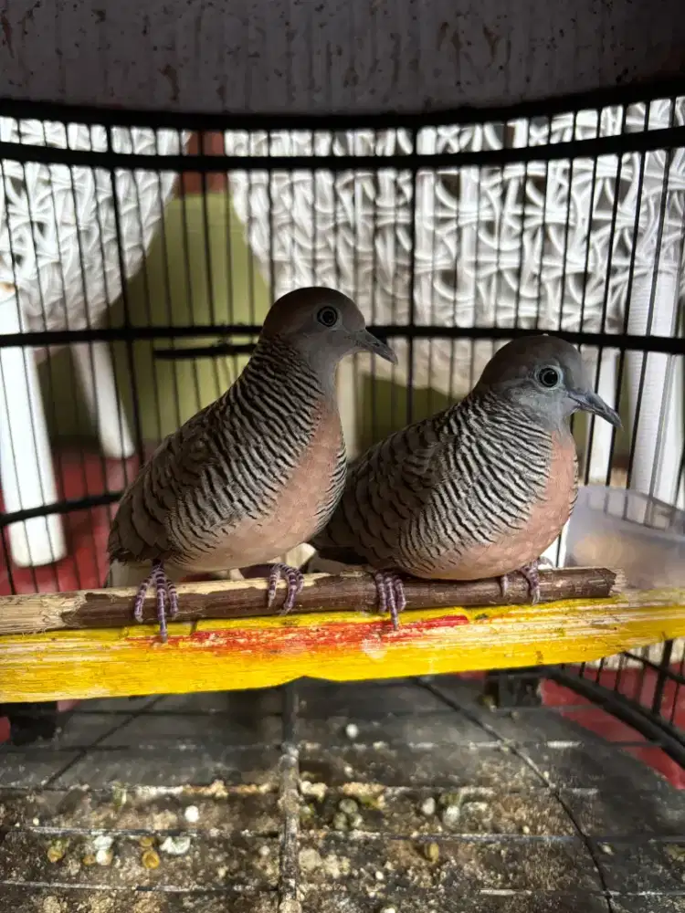 Perkutut Lokal Alam Sepasang Plus Kandang