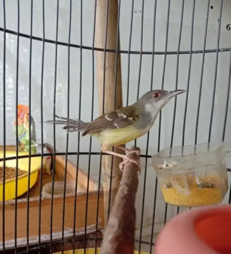 Ciblek Semi Kristal Jantan Rajin Bunyi Pakai Ring