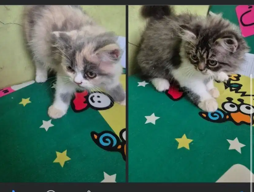 Kucing Persia Flat Nose