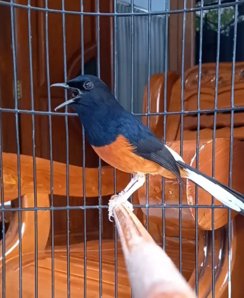 Murai batu prestasi pantau lapang ok