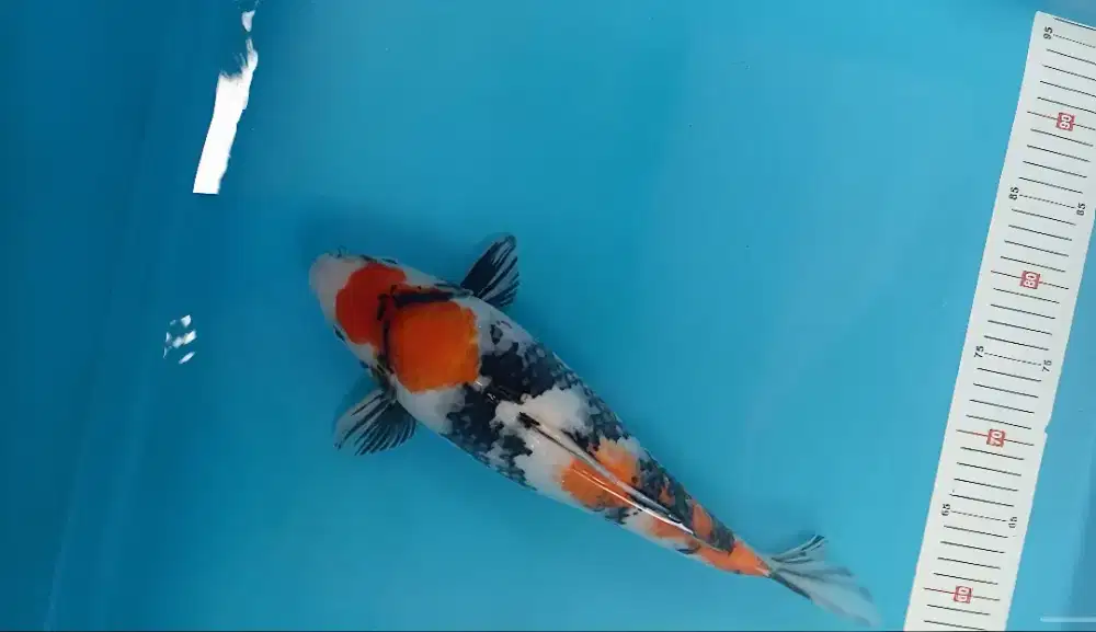Koi Maruten Showa 38cm Jantan Good Patern Berpunuk Bulky breed Saka SQ