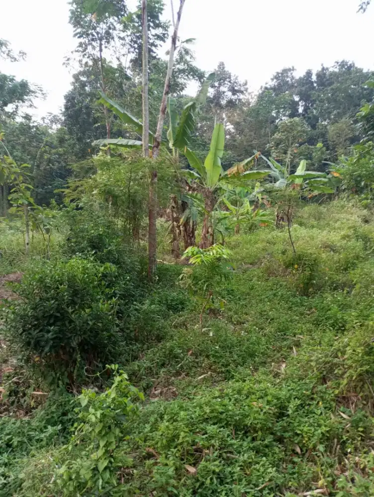 Tanah luas dijual dekat UNNES