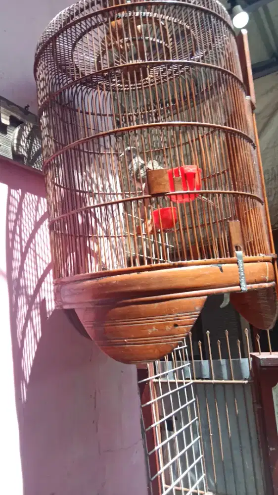 Perkutut lokal alam full set