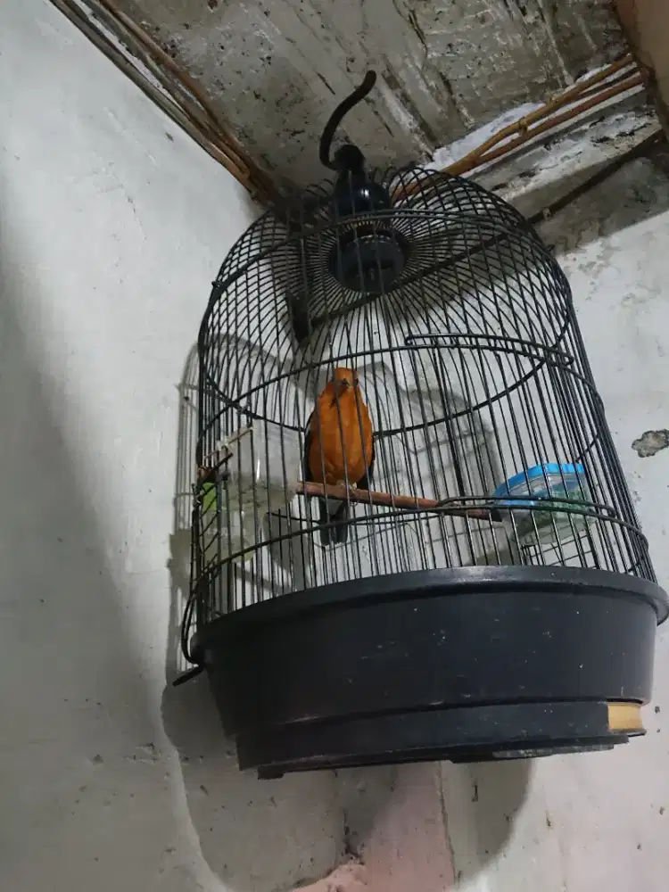 Anis merah Jantan minus