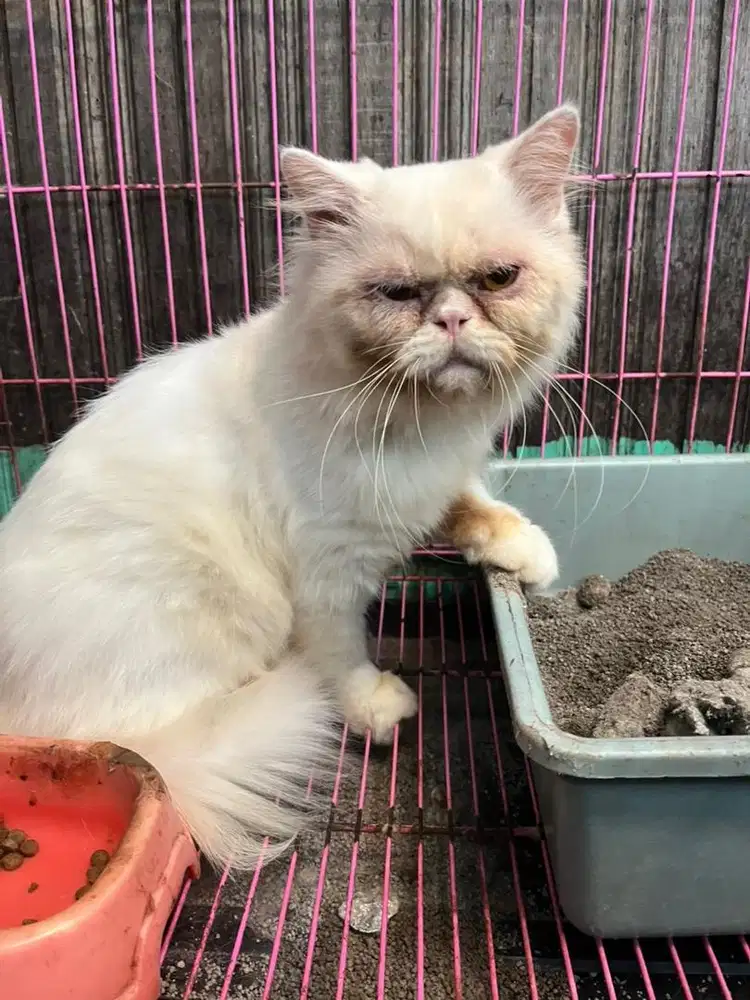 Kucing jantan putih dewasa