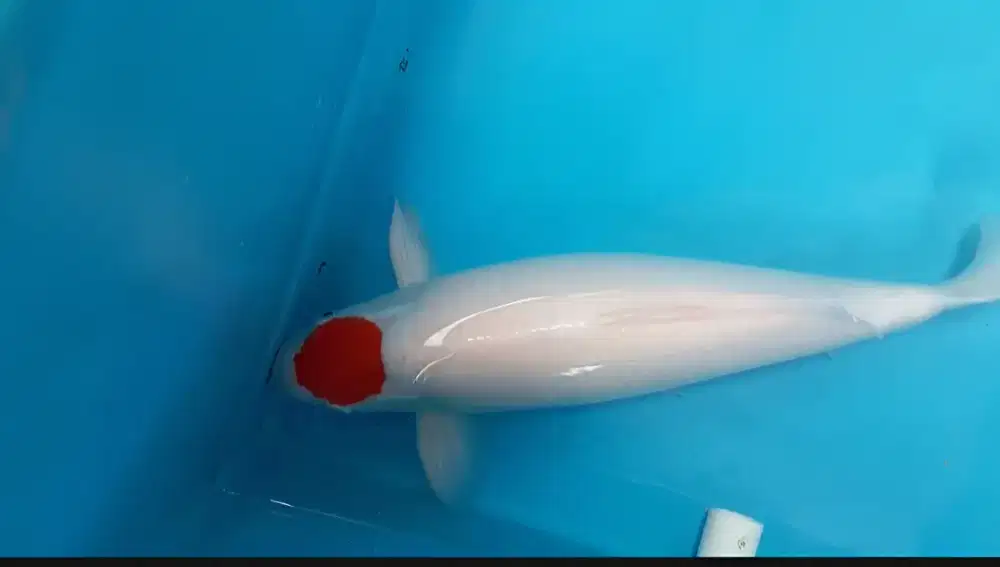 Koi Tancho Kohaku Berpunuk M48cm (50BU) Jantan Bulky breed AKF HQ