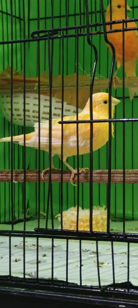 Kenari Betina AF dan Lokal Siapan