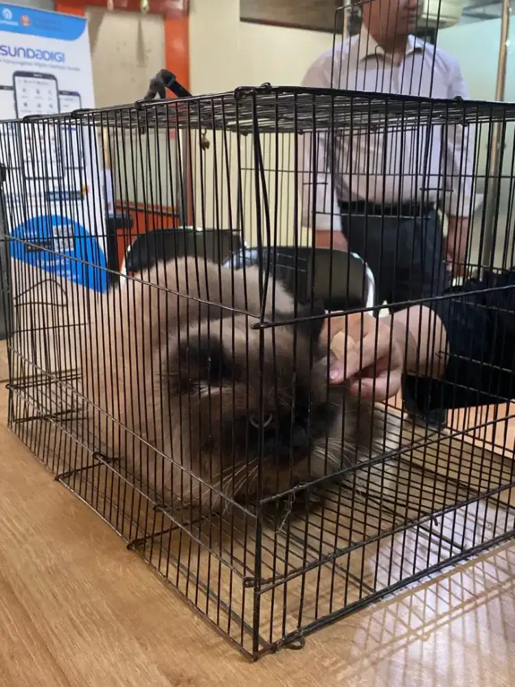 Kucing Lucu - Himalaya