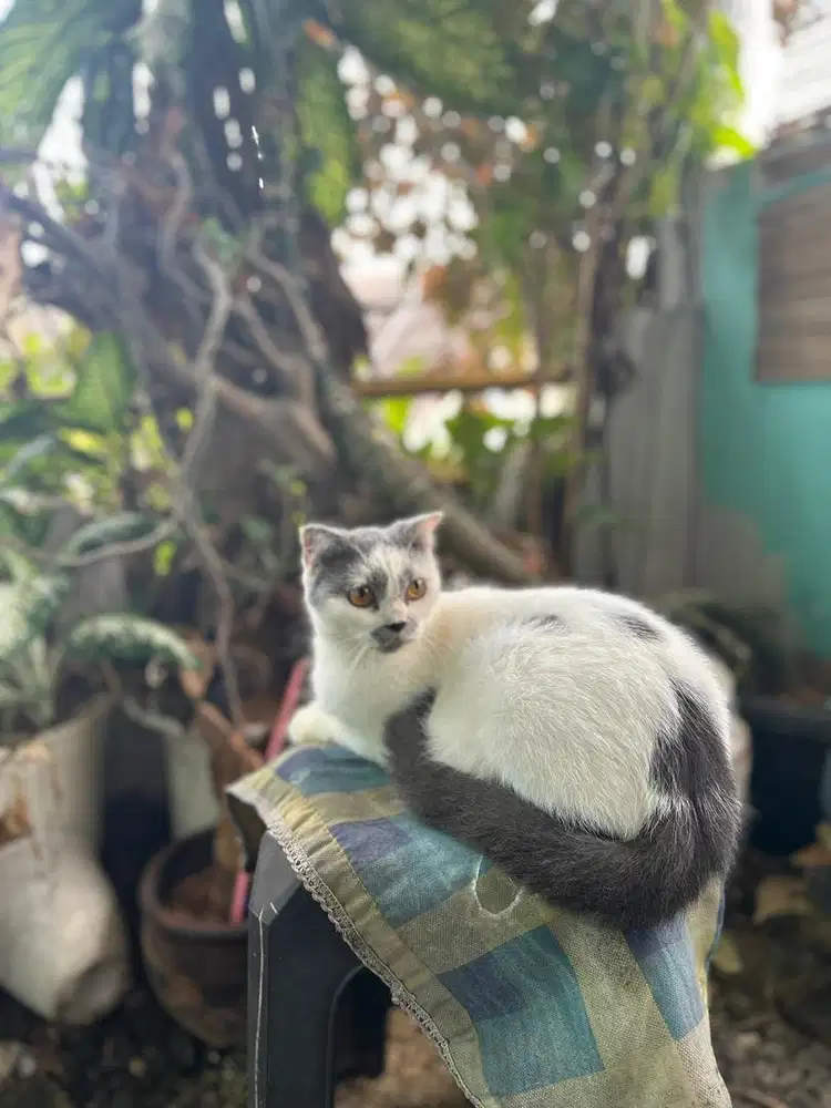 Bsh x scottish fold betina