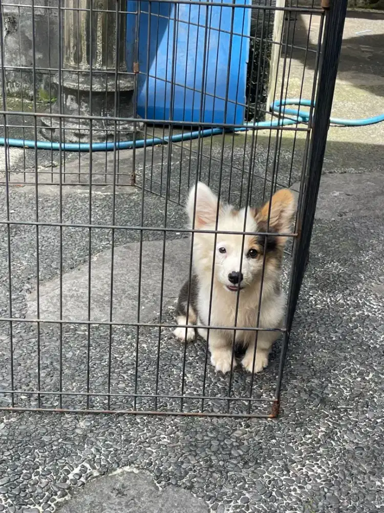 Anakan Corgi umur 3bln