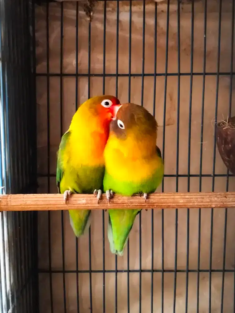 Lovebird Sepasang