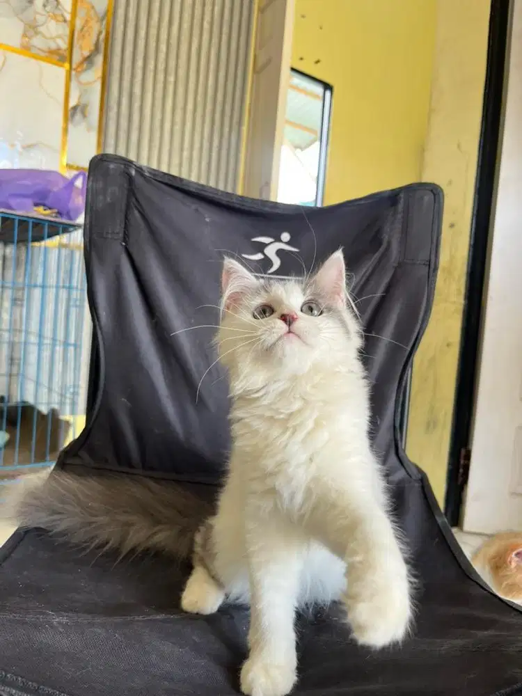 Persia longhair super