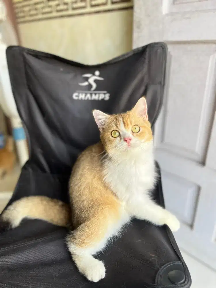 Britishorthair golden ny 11