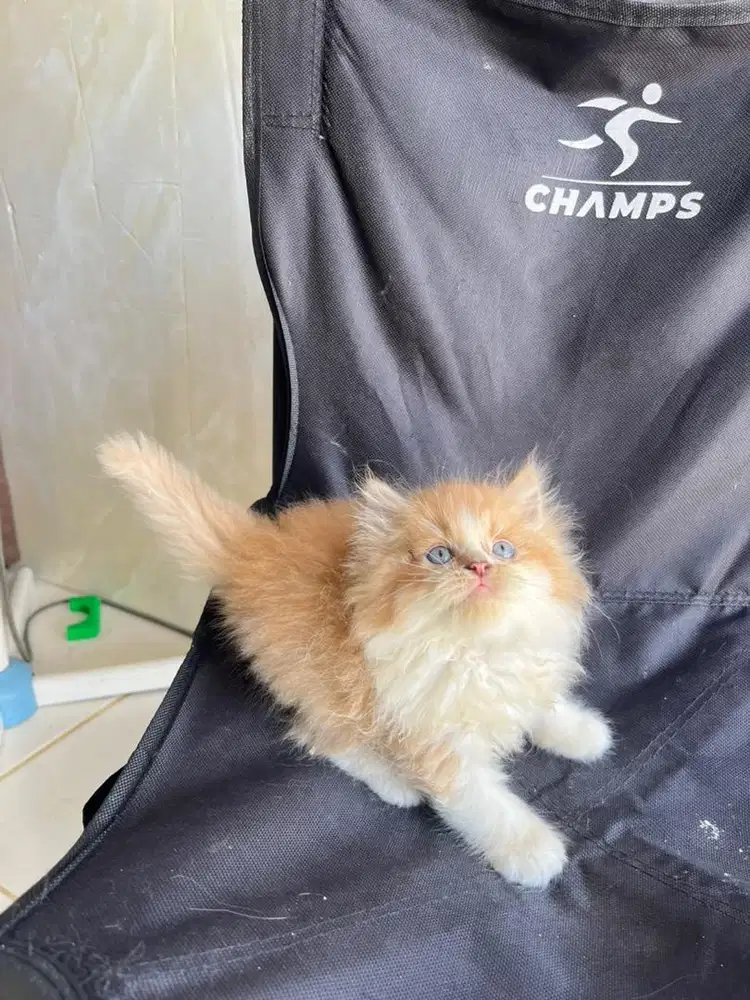 Persia longhair flatnose