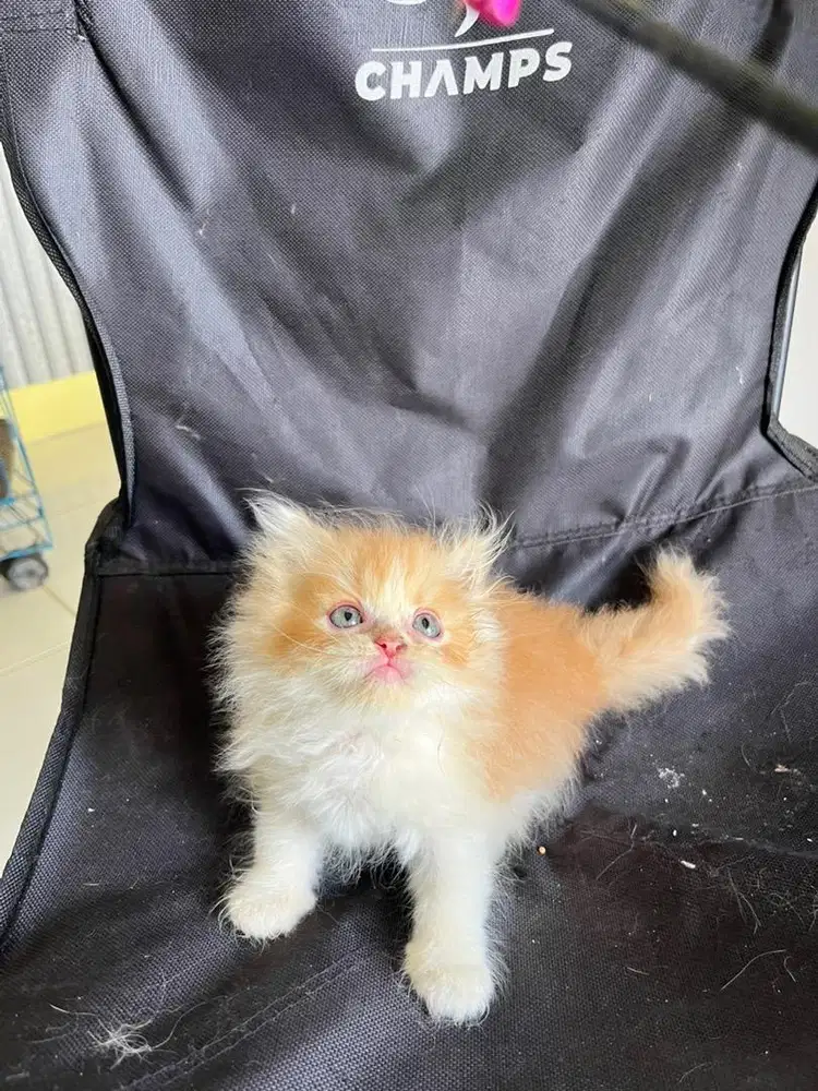 Persia flatnose gembul