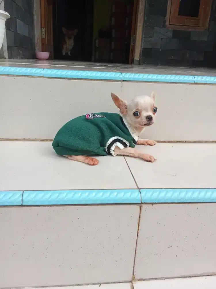 Puppy Chihuahua ganteng