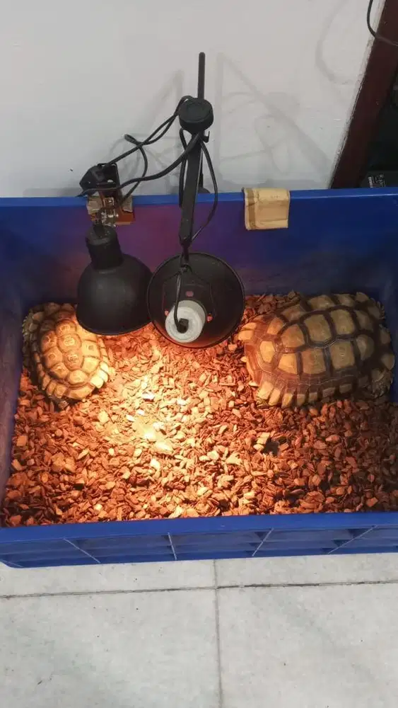 Jual sulcata 26cm dan 17cm
