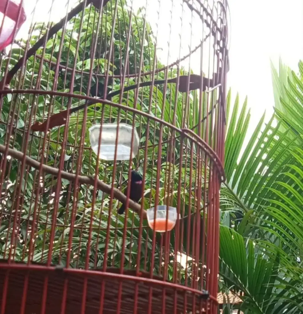 Konin dacok gacor ngobra