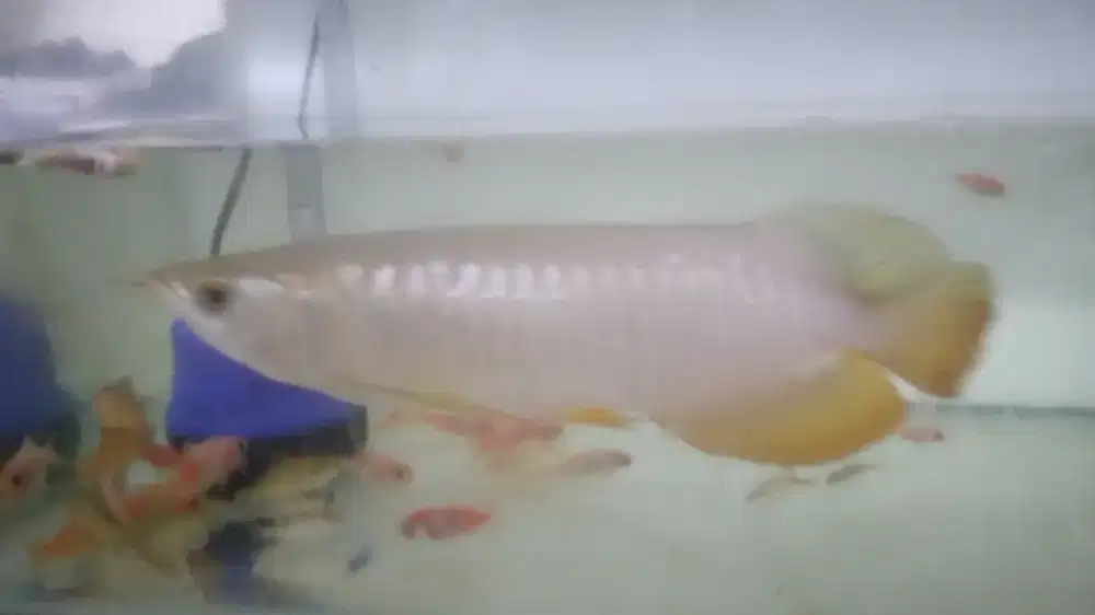 Ikan Arwana Golden Red