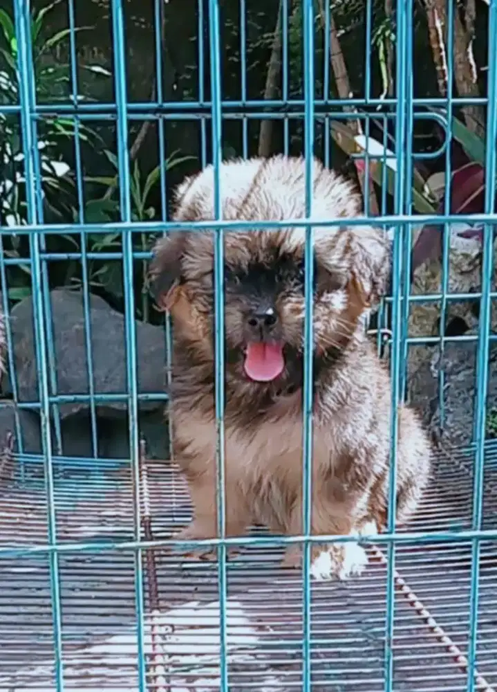 Puppy ras mini lucu gemoe