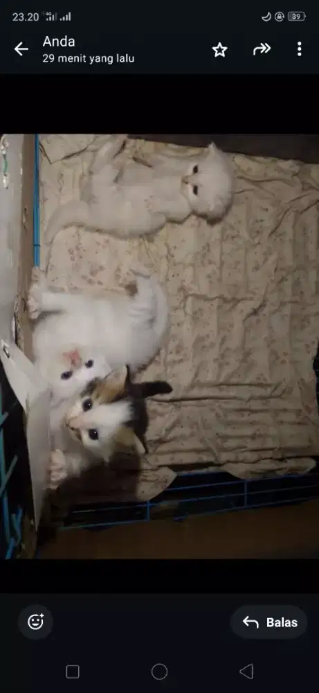 Jual kitten NS Munchkin dan Munchkin cebol