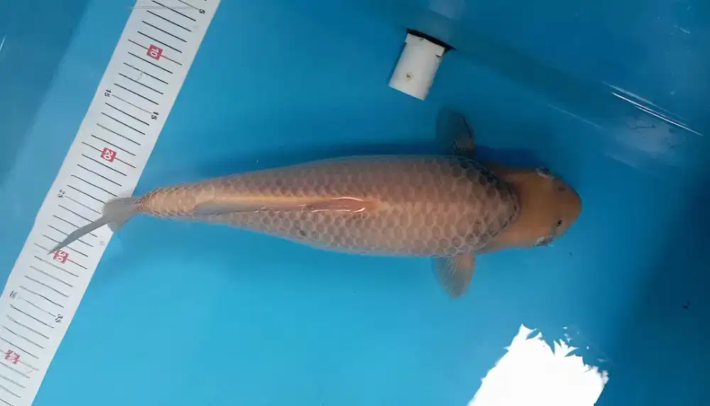 Koi Caramel BabyFace 45cm Berpunuk ring 3D breed Madina Aziz Bulky HQ