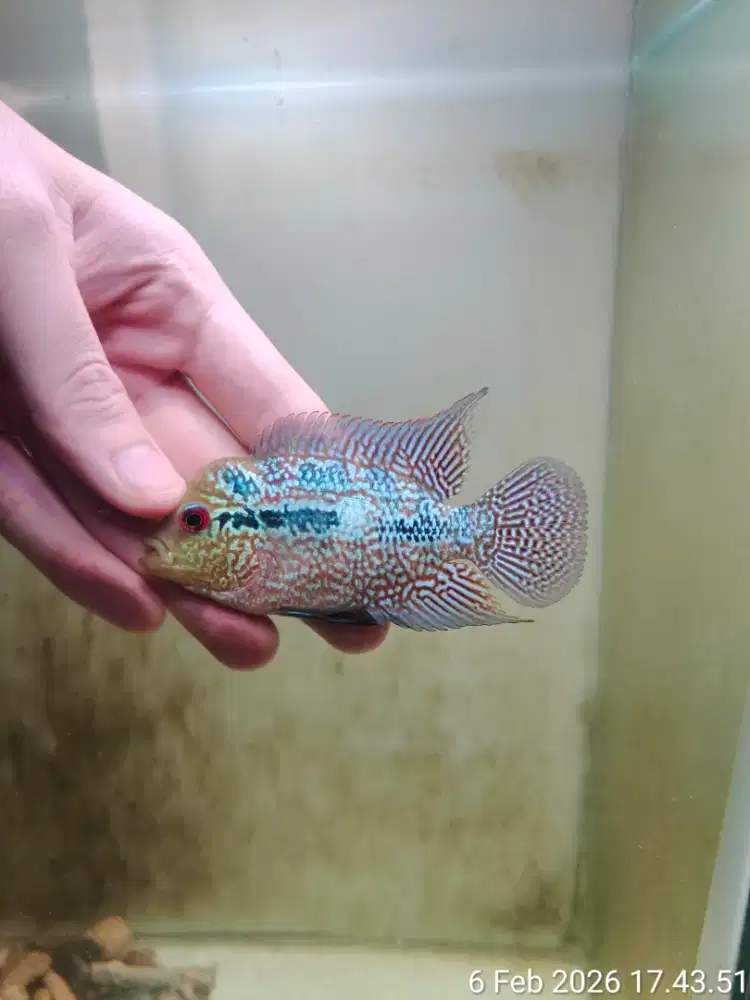 ikan louhan cencu 7cm full marking ekor lebar mutiara lohan jantan