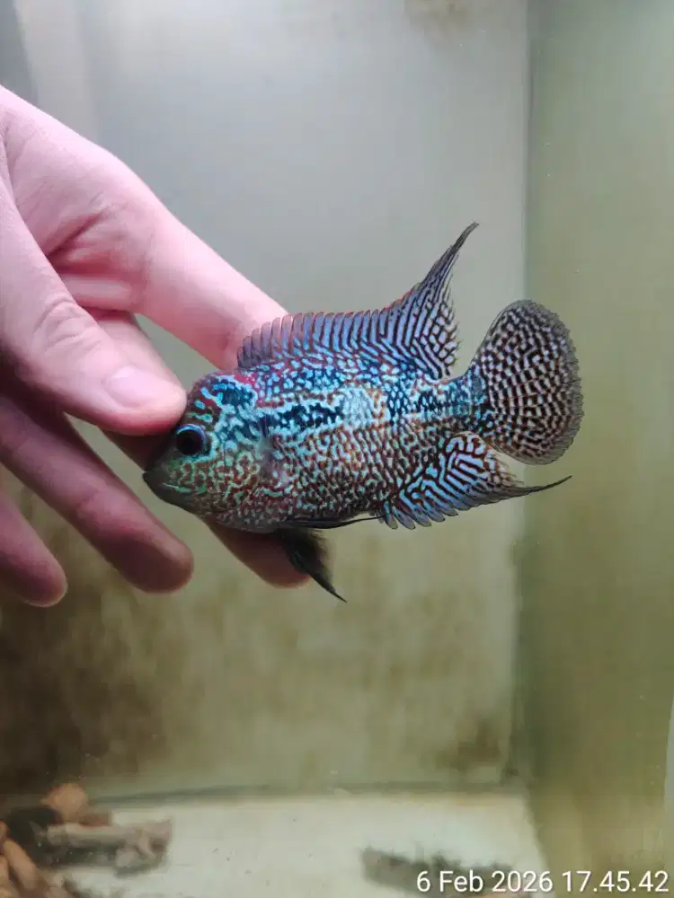 ikan louhan cencu 7cm full marking ekor lebar ikan lohan jantan