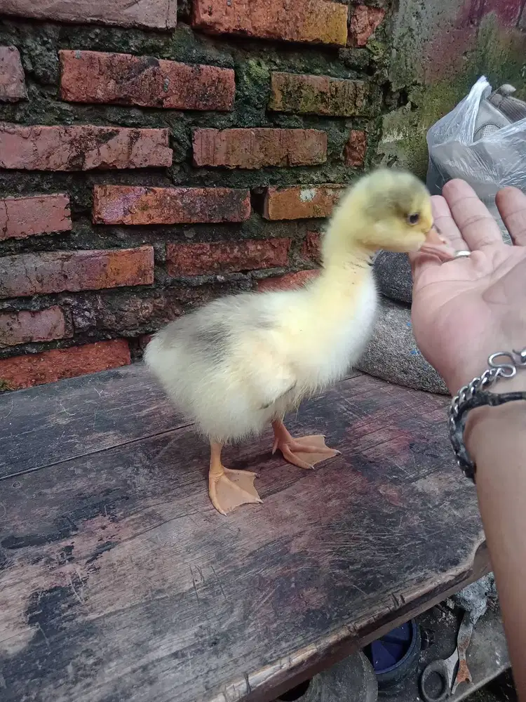 Anak soang/angsa lucu imut gemoy