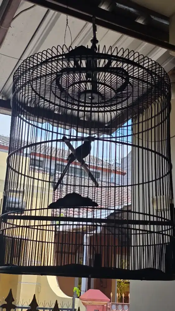 Burung murai batu jantan