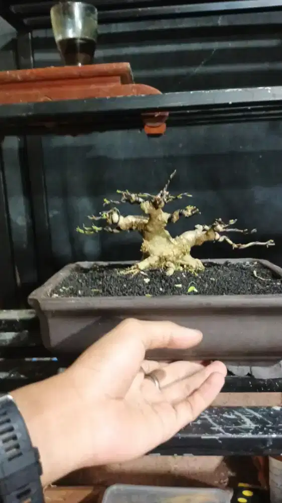 Bonsai anting putri