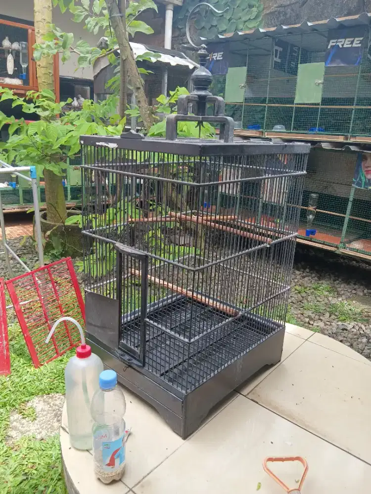 sangkar 40x40 bekas cucak ijo monggo.