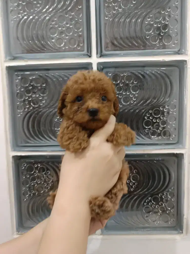 Red Toy Poodel betina