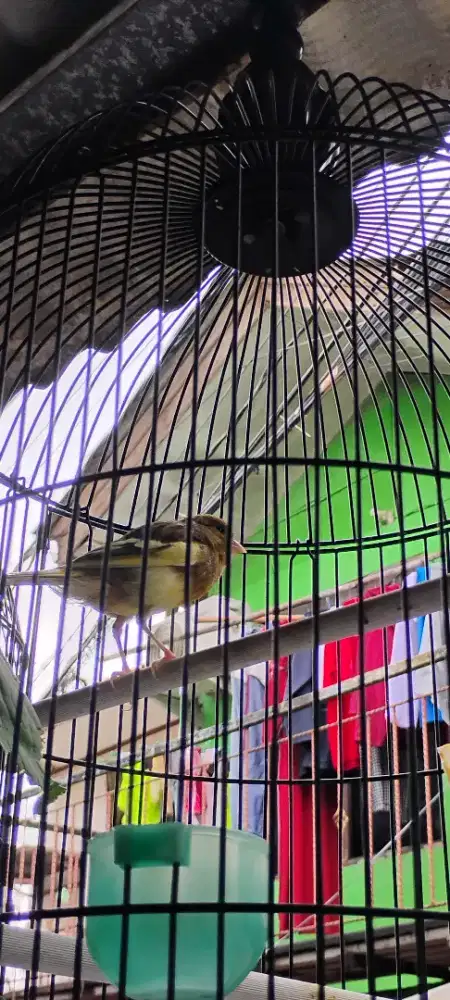 Kenari AF dan Loper Jaminan Jantan