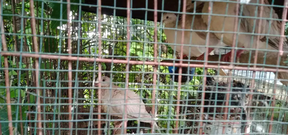 SATU KELUARGA BURUNG PUTER ( tiap 2 bln netes )