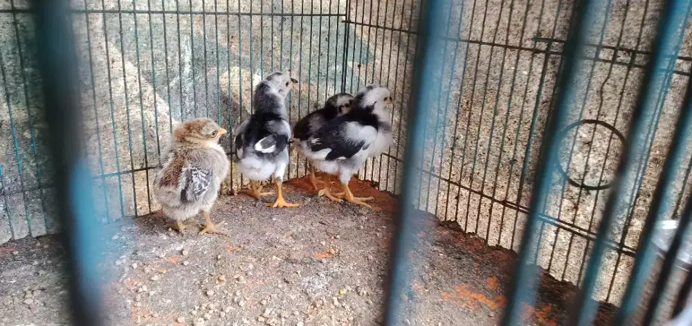 pitik ayam kampung ada 4 exor ( lima belas ribuan aja / ekor)