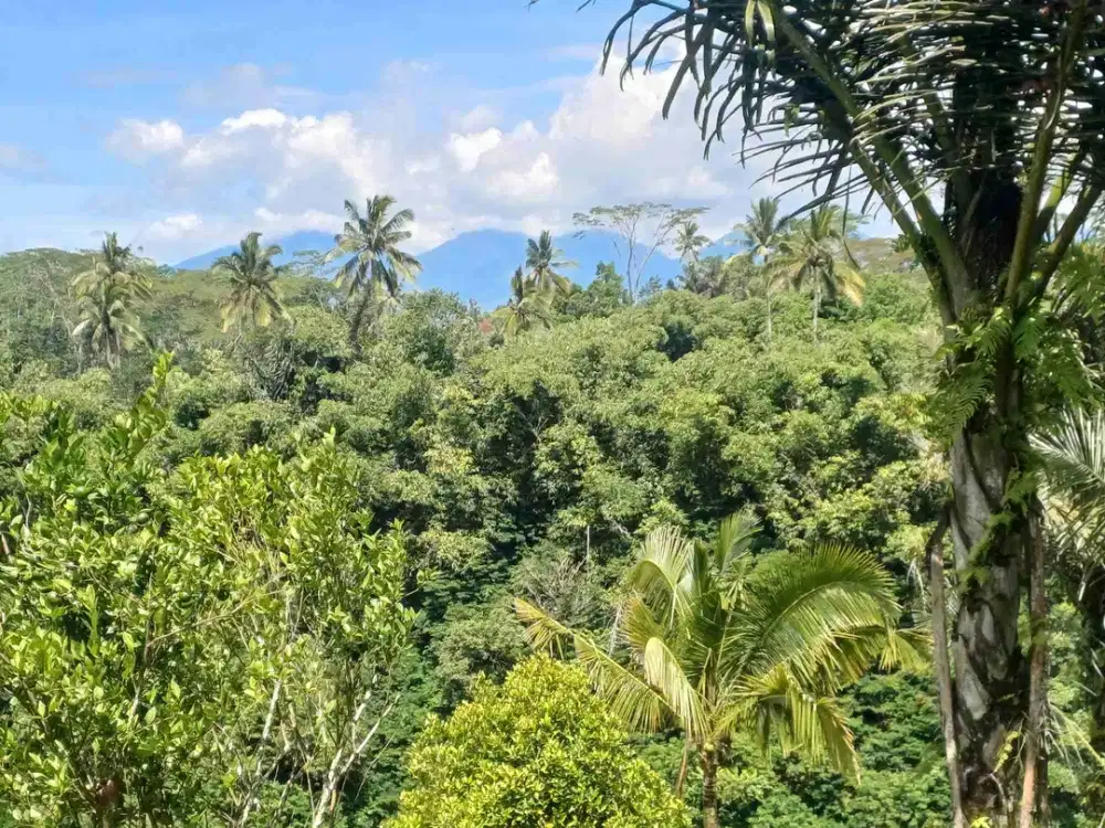 di jual tanah murah view  sungai tebing dan gunung