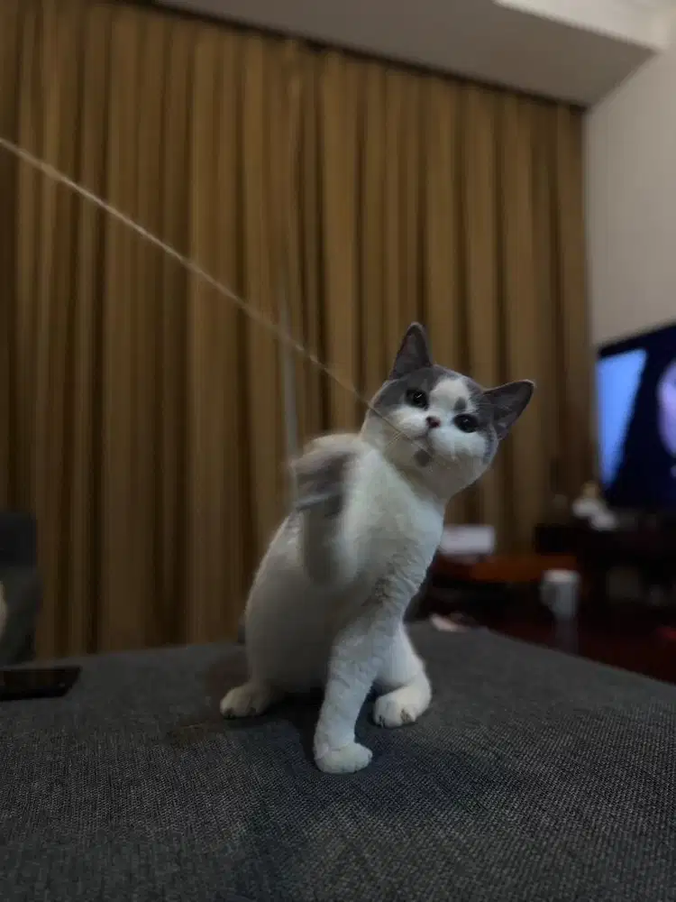 British shorthair kitten bicolor blue