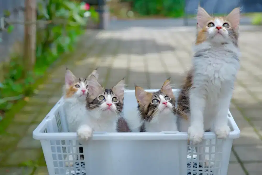 Open Adopt Kucing Mainecoon