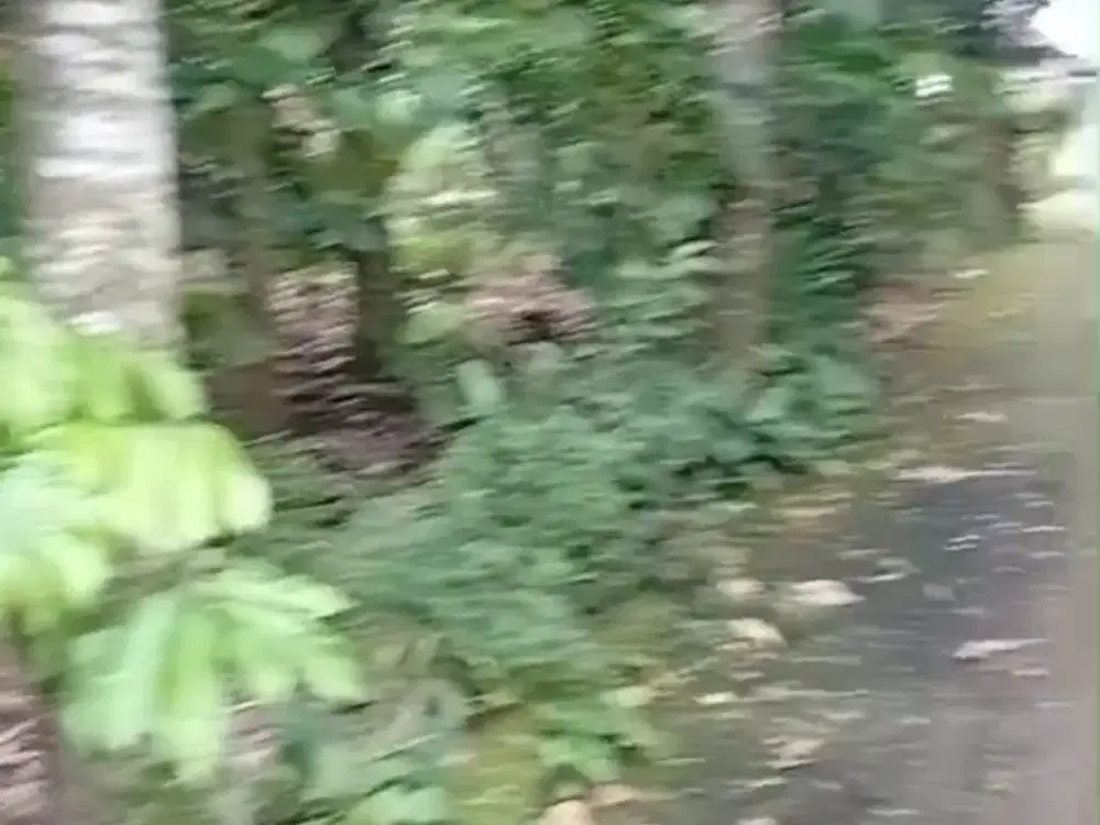 Dijual Tanah Murah Pekarangan di Cebongan Mlati