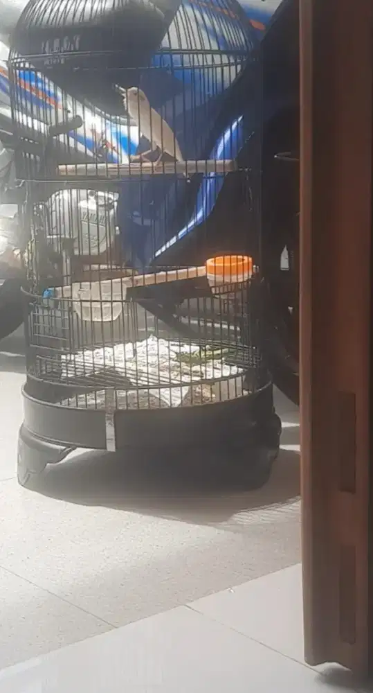 Kenari loper putih fulset gacor