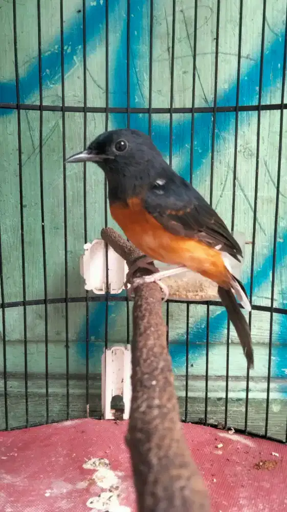 Murai Batu Medan Bahorok Jantan Blorok Badan Gede Super Prospekan