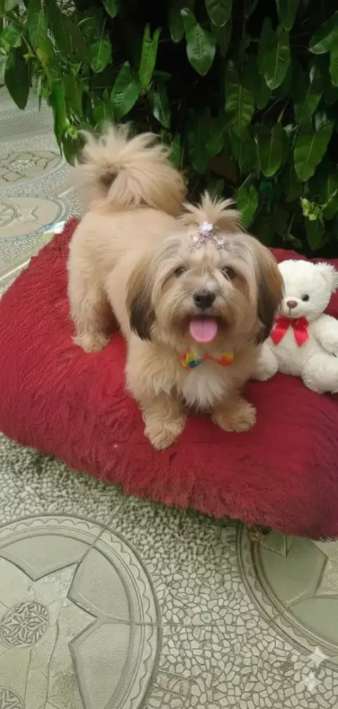 Anjing shinszhu betina mix maltis