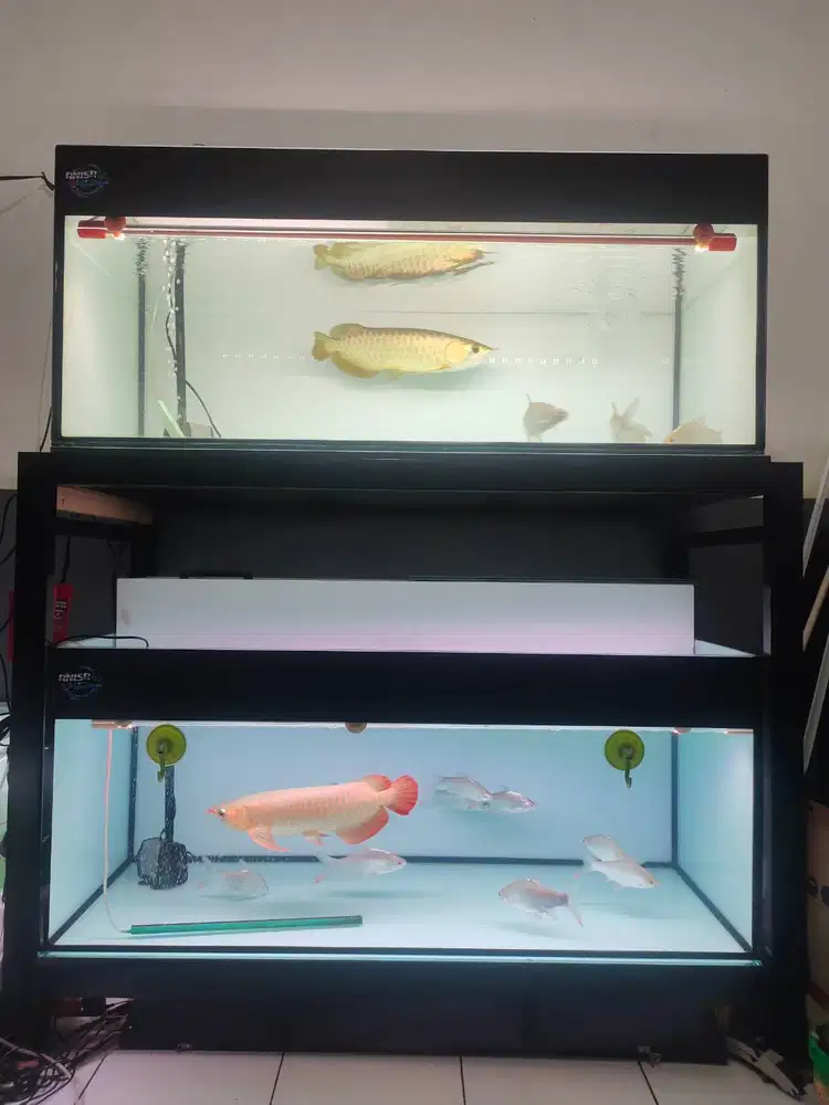 Full set aquarium Ikan arwana super red & golden cross back 24k