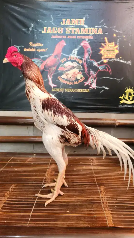 Ayam bangkok shamo bk selatan super mewahh mantap