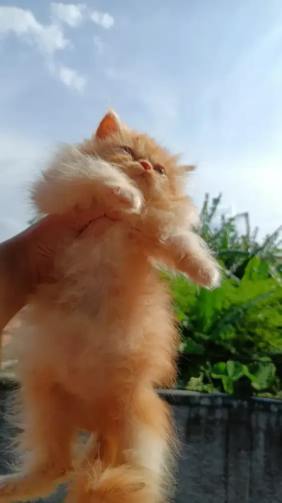 BETINA FLATNOSE BULI KAPAS