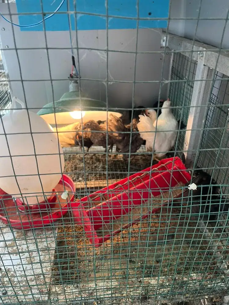 Jual ayam kate pendek cebol