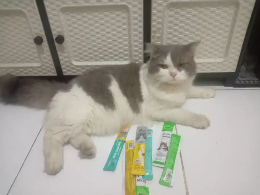 Open adop kucing jantan umur 1,5th, sehat, lincah