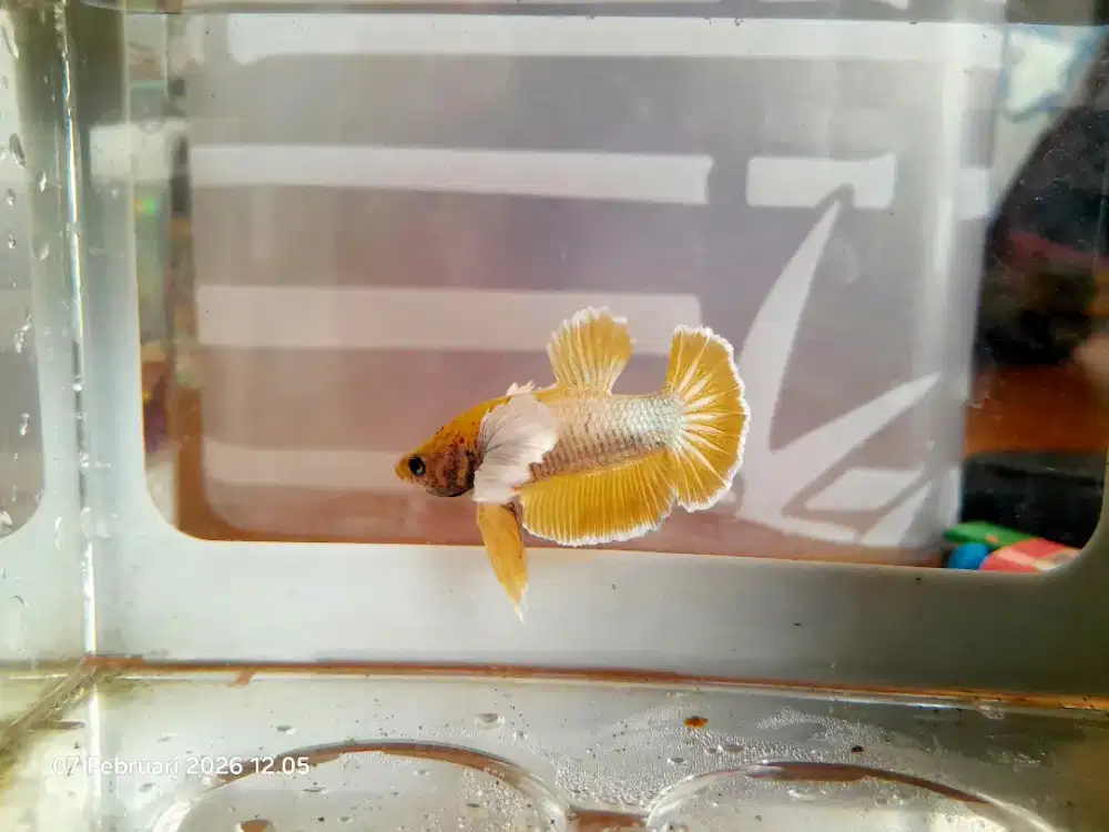 Cupang yellow dumbo ear + box